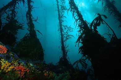 Underwater Ocean Photography   (