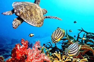 Ocean Life HD Images Underwater Fish Desktop Wallpapers – Fine HD ...