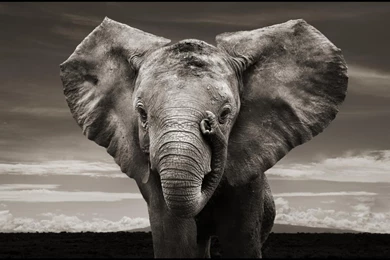 Elephant Computer Wallpapers, Desktop Backgrounds