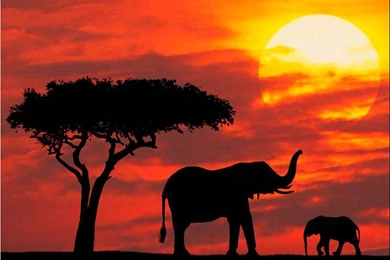 Elephant Wallpapers Elephant Wallpapers Elephant Wallpapers Elephant ...