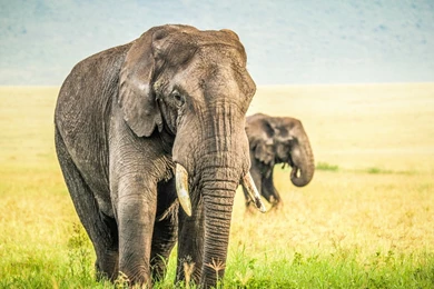 Elephant Computer Wallpapers, Desktop Backgrounds