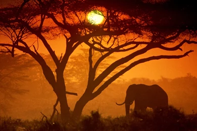 Elephant Computer Wallpapers, Desktop Backgrounds