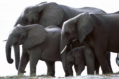 Download 1440x900 Elephant Is Large Animal Wallpapers