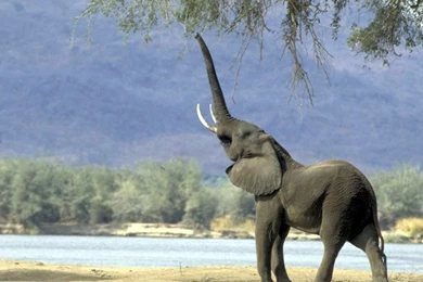Free Elephant Reaching For Branches ..., Animals And Wildlife ...
