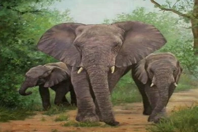 Elephant Desktop Wallpapers Wallpapers (1024x768 Pixel) Nature Hd ...