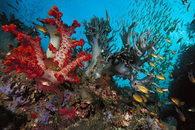 Underwater Wallpapers