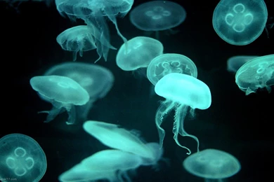 Drifters, Jellyfish, 1280x800 Pixels : Wallpapers Tagged Fish ...