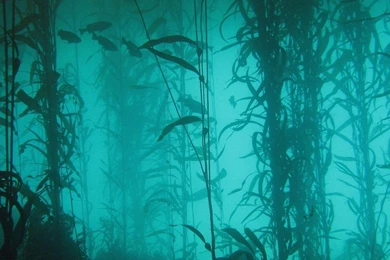 Ocean Nature Fish Plants Lakes Algae Underwater Wallpapers