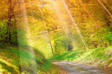 Iphone 6 Best View Forest Sun Nature New Hd Wallpapers