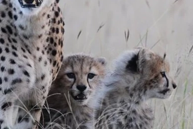 Animal Wallpapers For Chat   Android Apps On Google Play