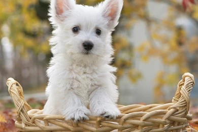 The Best Animal iPad Wallpapers