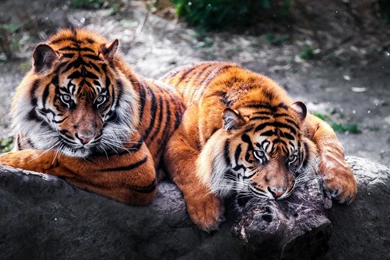 Animal Wallpapers HD