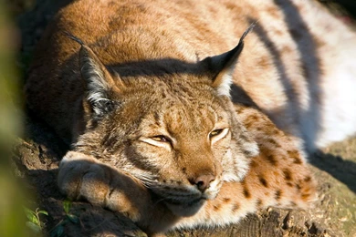 Best HD Animal Wallpapers And Pictures: Animal By Free Download ...