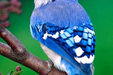 Best iPhone 6 Animal Wallpapers 87