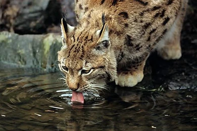 The Best Animals Wallpapers Pack 2" The Best Animal Wallpapers You ...