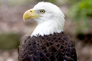 Migi Mega Entertainment: "Animals Wallpapers " The Best Animal ...