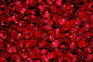 Beautiful Red Wallpapers   All Wallpapers New