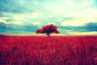 Beautiful Red Tree Scene Wallpapers