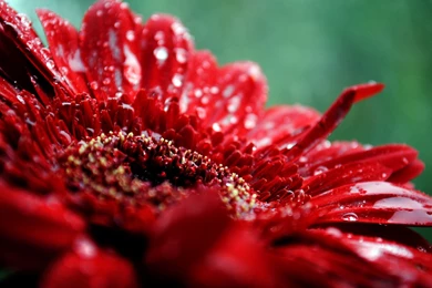 Beautiful Red Flower Wallpapers