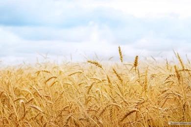 Photography   Page 16