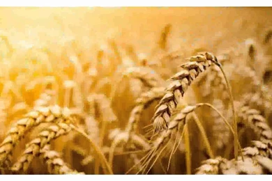 Wheat Field Backgrounds   Images   YouTube