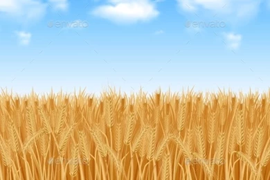 Wheat Field Backgrounds