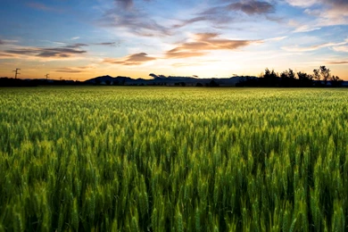 Ferestien Feed & Farm Supply