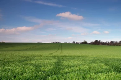 Field Backgrounds Wallpapers