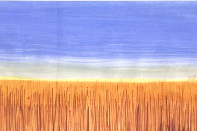 Wheat field [image 5268x2505 Pixels]