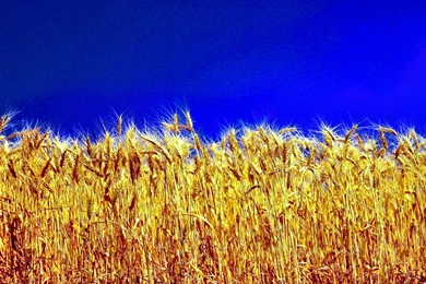 259 Wheat HD Wallpapers
