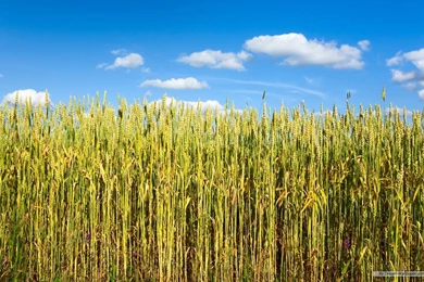 Free Wallpapers   Free Nature Wallpapers   Wheat Field 1 Wallpapers ...