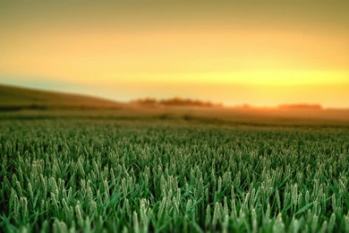 Field Hd Wallpapers ›› Page 2