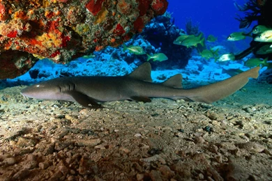 Hockey Team San Jose Sharks Coloring Pages To Print Out