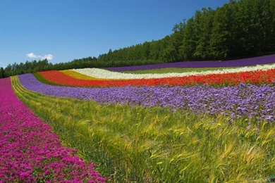 Download Wallpapers Farm Tomita, Furano, Hokkaido, Japan (1680 X ...