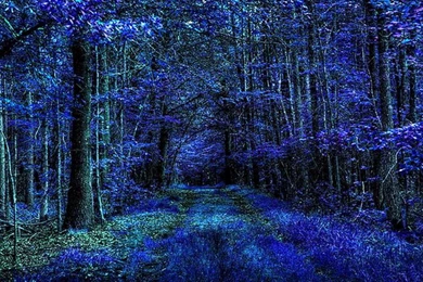 BLUE MIDNIGHT WALLPAPER (