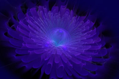 Midnight Blue Flower   (