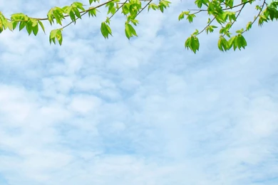 Beautiful Nature PPT Backgrounds (12)