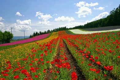 Japan Hokkaido Country Field : Open Field Under Sky1920*1080第3 ...