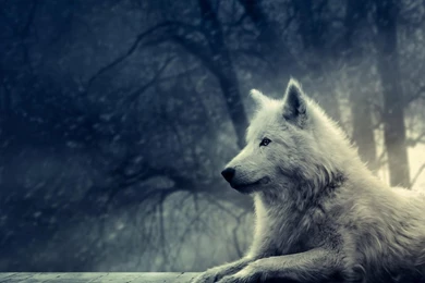 Wolf Wallpapers