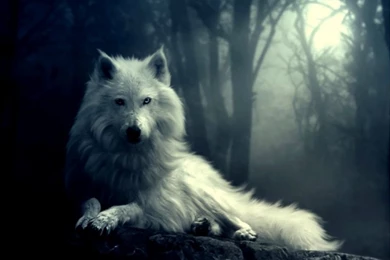 3D Wolf Computer Wallpapers