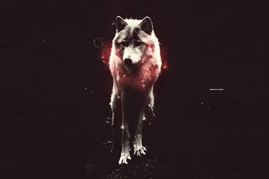 Wolf Computer Wallpapers, Desktop Backgrounds