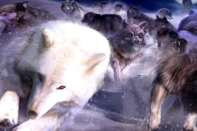 Wolf Computer Wallpapers, Desktop Backgrounds