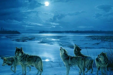 Wolf Computer Wallpapers, Desktop Backgrounds