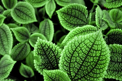 Wallpapers Wednesday   Green World