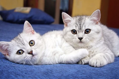 Tablet PC Wallpapers   Beautiful Backgrounds For Samsung Galaxy ...