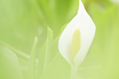 Cherry, Wallpaper, Sweet, Desktop (