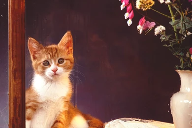 Wallpapers Sweet Cat Apple Mac Little Animal Desktop Hd Backgrounds ...