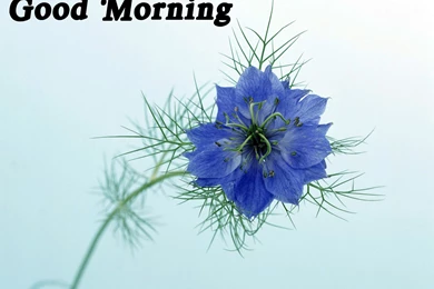 Flowers Good Morning Wallpapers 2015 Lovely And Beautiful Good ...