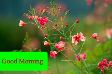 Good Morning Flower HD Wallpapers