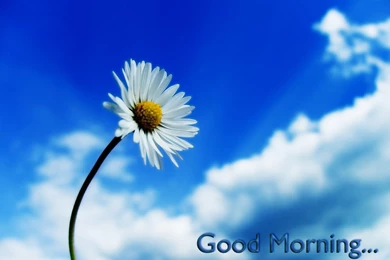 Good Images Of Flowers Hd